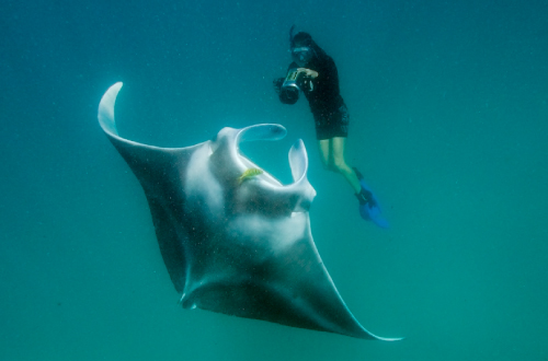 Ningaloo-Reef-Snorkelling-manta-ray