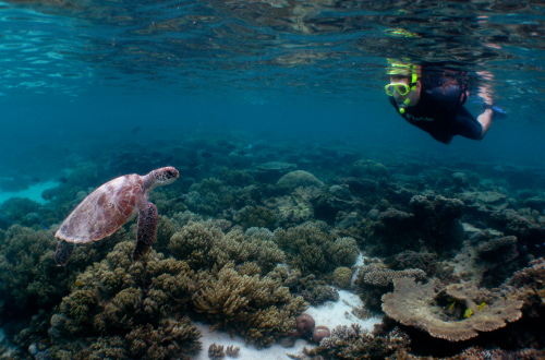 Ningaloo-Reef-Snorkelling-with-turtle
