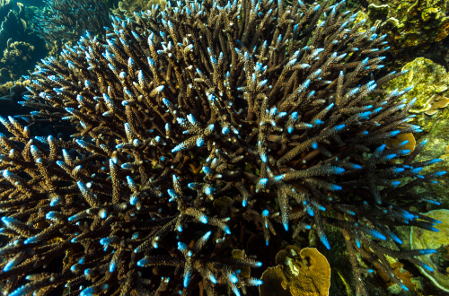 Ningaloo-Reef-Snorkelling