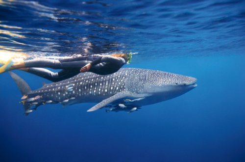 Ningaloo-Swim-With-A-Whale-Shark