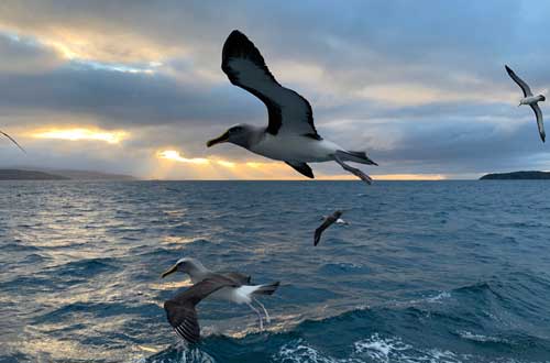 albatross-over-the-waters-stewart-island