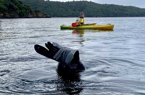 stewart-island-kayaking-seal-new-zealand