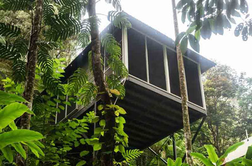 daintree-ecolodge-queelsand-accommodation-room-among-canopy