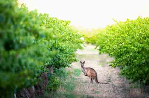 kangaroo-in-vineyard-australia