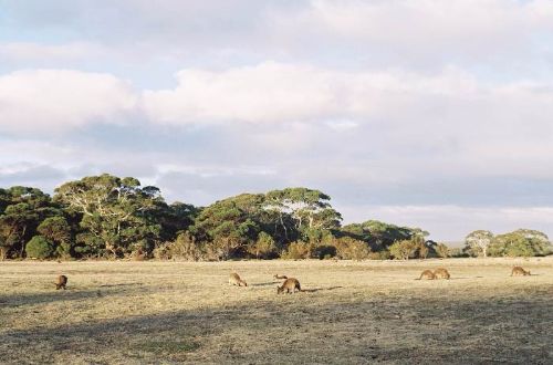 Kangaroo-island-kangaroos-grazing-south-australia