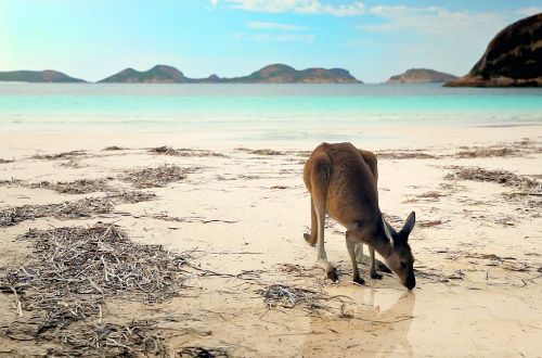 western-wedge-wildflower-safari-esperance-kangaroo-on-beach