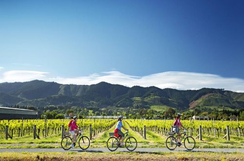 great-taste-trail-cycling-nelson-vineyard