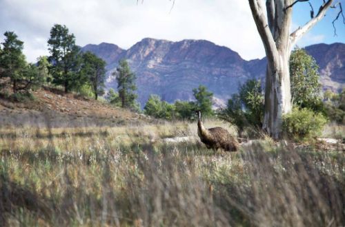 Arkaba-Walk-flinders-ranges-south-australia-luxury-walk-emu