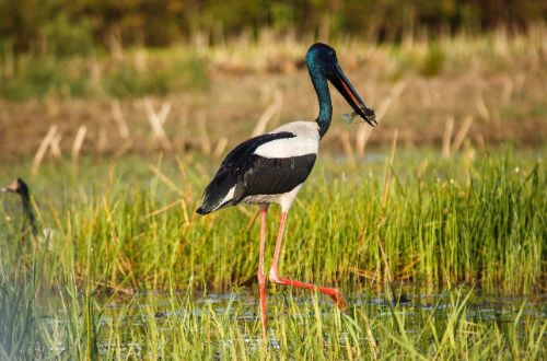 litchfield-kakadu-walk-bird-in-wetlands