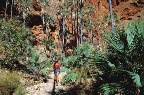western-australia-echidna-chasm-walking-palms