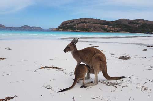 cape-le-grand-and-fitzgerald-river-walk-western-australia-kangaroos