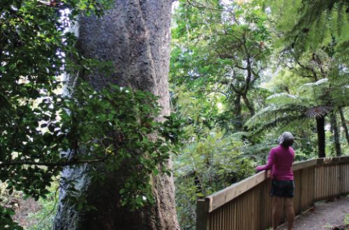 The-Coromandel-Walk-Kauri-Groves-