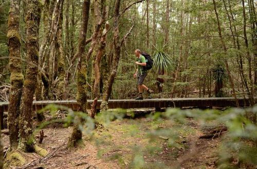 Cradle-mountain-overland-walks-tasmania-forest