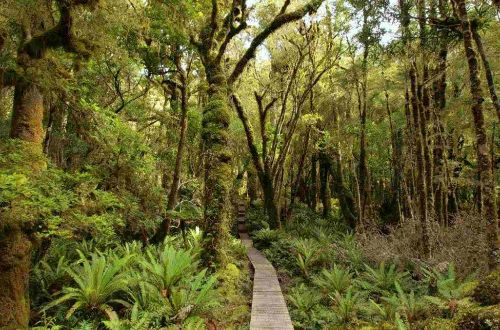 newzealand-walk-hump-ridge-track-fiordland-national-park-bush-track