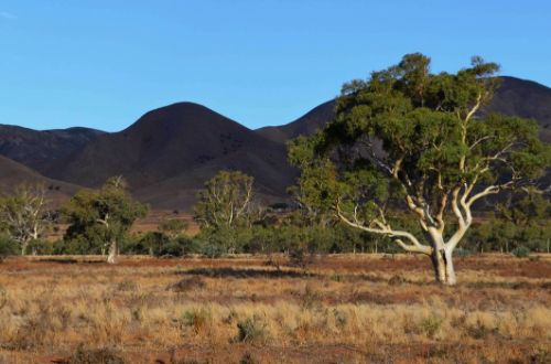 flinders-ranges-mount-remarkable-south-australia-naitonal-park-landscape