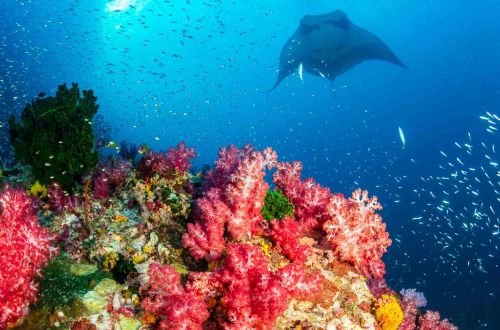 ndonesia-tour-komodo-cruise-snorkeling-underwater