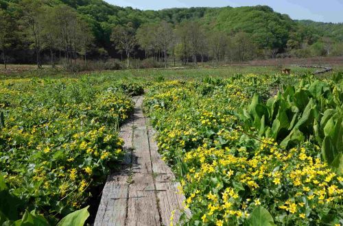 japan-walk-shinetsu-trail-walk-wetland