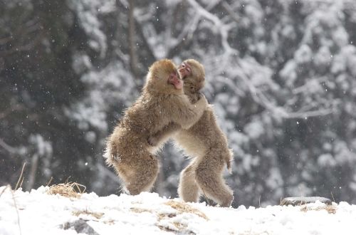 nakasendo-trail-village-walk-snow-monkey-