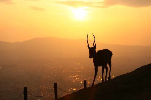nara-walk-japan-walk deer in sunset