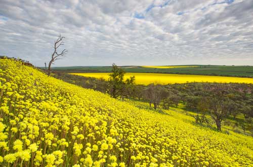 coalseam-conservation-park-western-australia-flowers-wild