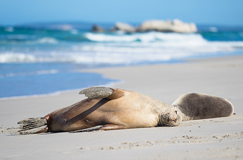 southern-ocean-lodge-habitat-restoration-australia-seal-bay-seals
