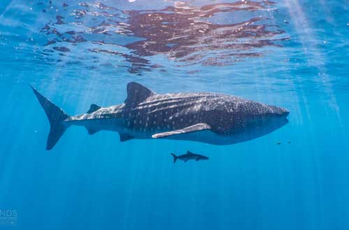 karijini-national-park-and-ningaloo-western-australia-whale-shark