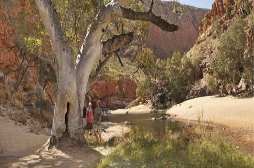trek-larapinta-trail-challenger-larapinta-trekking-alice-springs-australia-tree