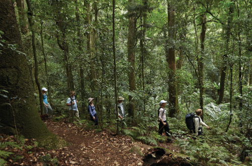 scenic-rim-trail-walk-luxury-queensland-australia-bushwalk-rainforest