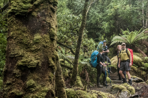 Mt-fortescue-rainforest-climb