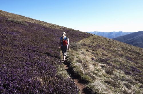 victorian-alps-high-country-walk-australia-razorback-ridge-track-wildflowers-hiker