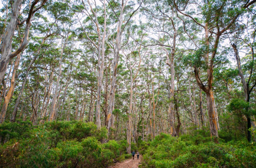 cape-to-cape-luxury-walk-western-australia-margaret-river-glamping-boranup-karri-forest-hike