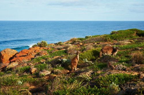 cape-to-cape-luxury-walk-margaret-river-kangaroos-at-moses-rock