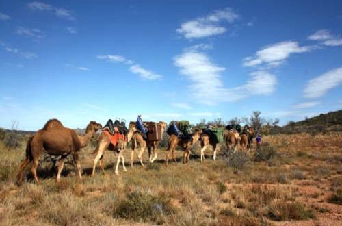 north-flinder-ranges-camel-trekking-trail