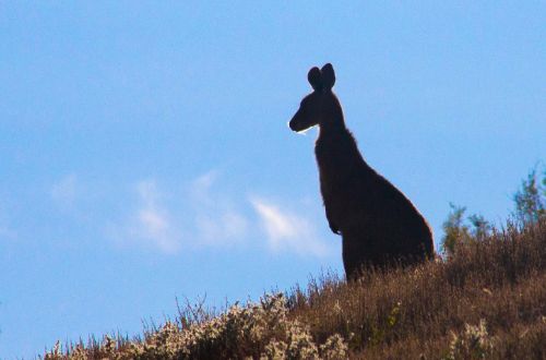 flinders_ranges_outback_walk-wildlife-wallaby
