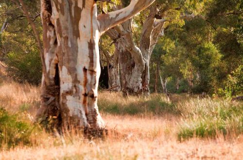 flinders_ranges_outback_walk