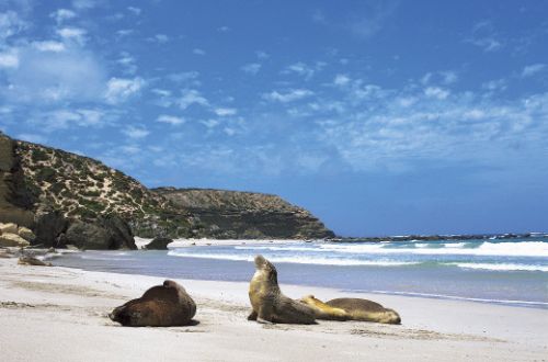 Kangaroo-island-wilderness-walk-seals-on-beach-australia