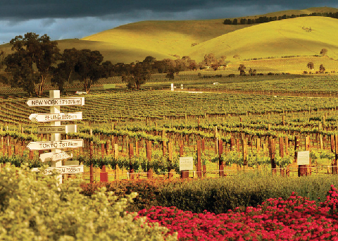 jacobs-creek-winery-australia-travel