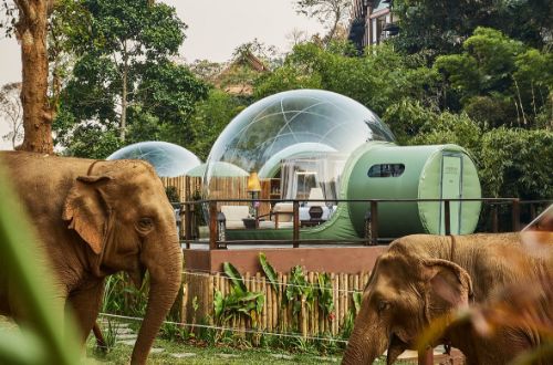 anantara-elephant-camp-and-resort-chiang-rai-thailand-elephants-in-front-of-jungle-bubble