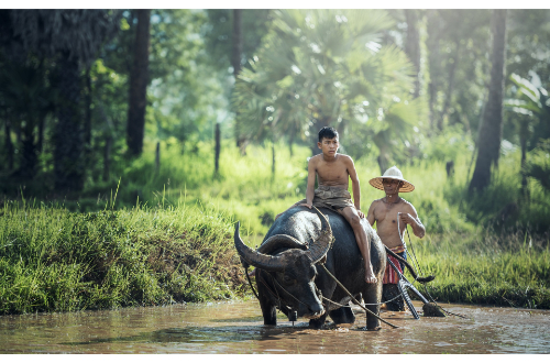 vietnam-village-locals-water-buffalo-farming